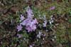 hepatica nobilis-3